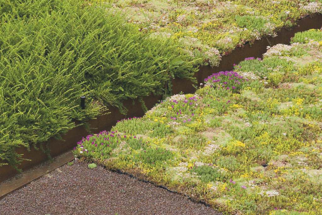 Vegetazione tappezzante a sedum per la copertura dell'area verde della rotatoria.